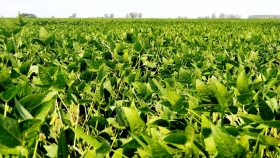 Las lluvias contendrían las pérdidas de la soja argentina en medio millón de Tn