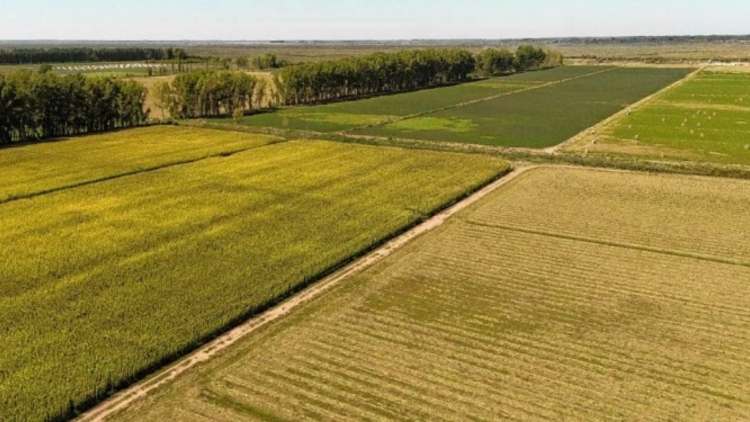 AFA evalúa expandirse a Río Negro con un proyecto de alfalfa para exportar a Medio Oriente