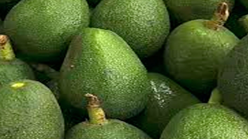 La palta: el oro verde que provoca estragos ambientales en México