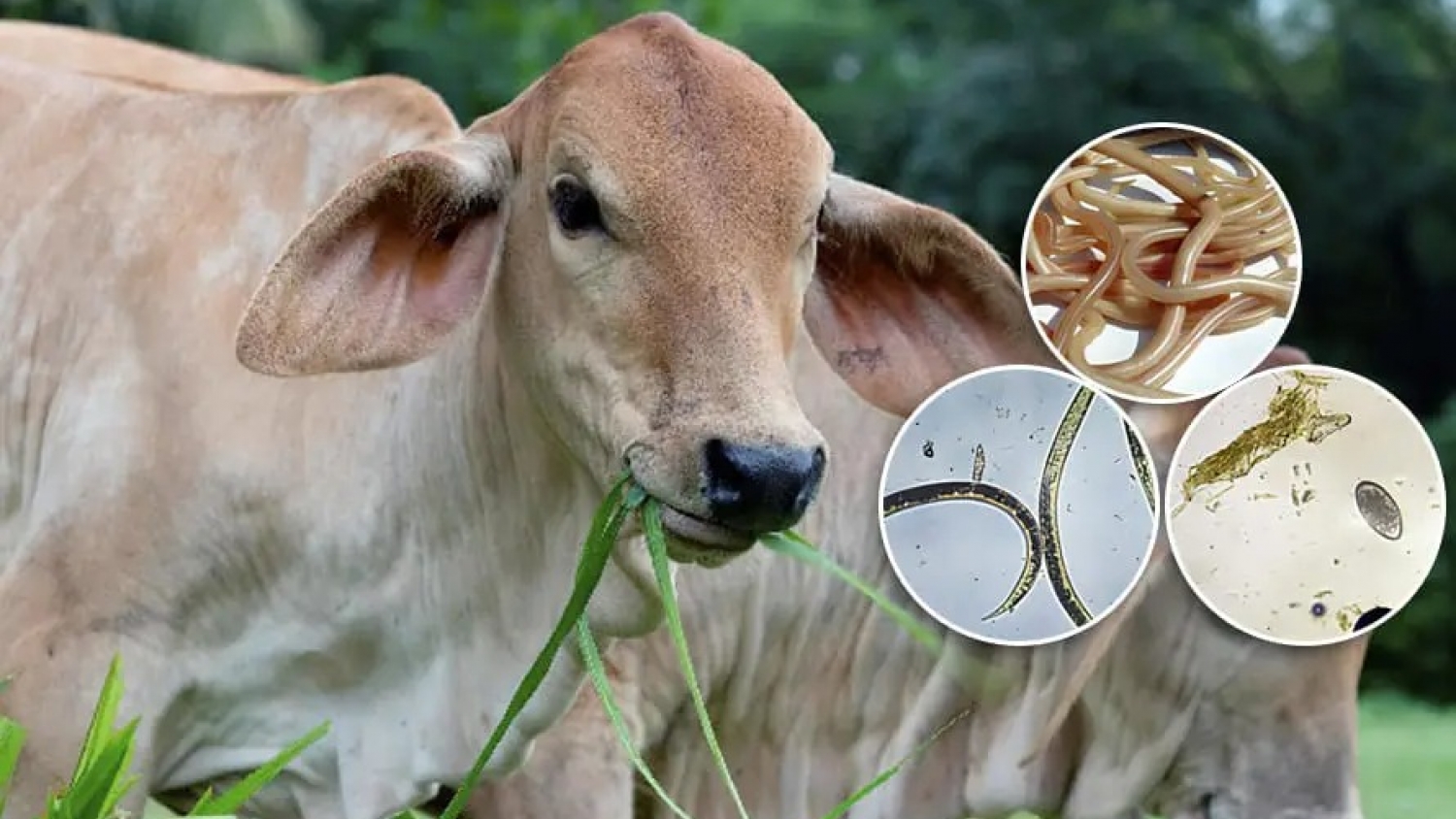 Extractos vegetales y forrajes con taninos: avances para controlar parásitos en bovinos