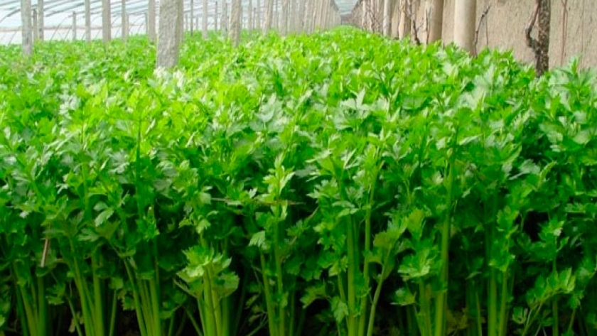 ¿Cómo cultivar Apio?