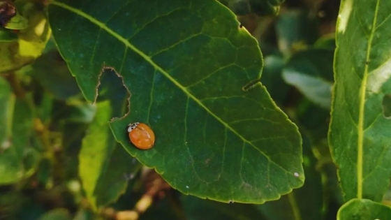 Aliados naturales: el rol de insectos benéficos en el cultivo de yerba mate