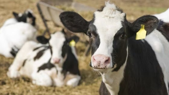 Beef on Dairy: la tendencia que está revolucionando el mercado lechero en Estados Unidos