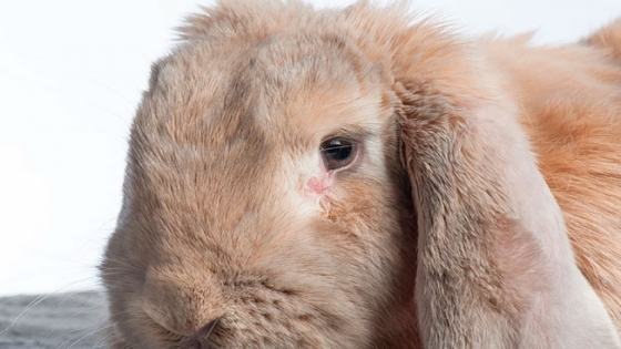 <Los conejos de orejas caídas son propensos a sufrir problemas de salud
