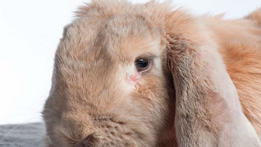 Los conejos de orejas caídas son propensos a sufrir problemas de salud