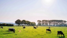 Efecto invernadero: la ganadería argentina derriba mitos