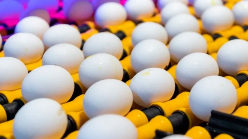 Aumentó un 5% el consumo de huevos en Argentina
