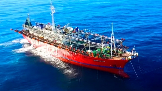 Preocupación en la pesca: la flota potera se retira del norte por la escasez de calamar