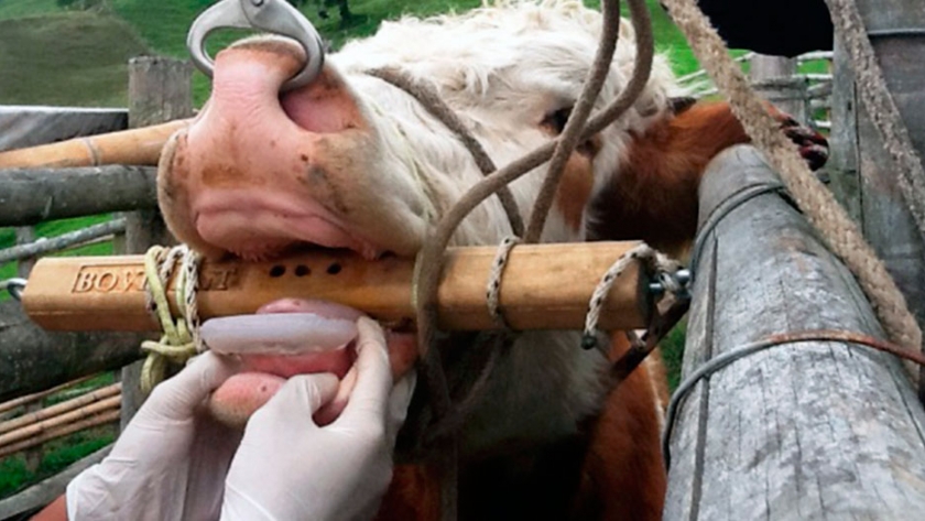 Implantes dentarios para bovinos