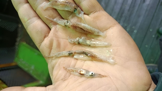 Pesca de calamar: la apertura al norte del 44°S no logra sostener capturas y crece la incertidumbre en la flota