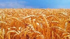 Entre Ríos presenta buena y muy buena condición de trigo