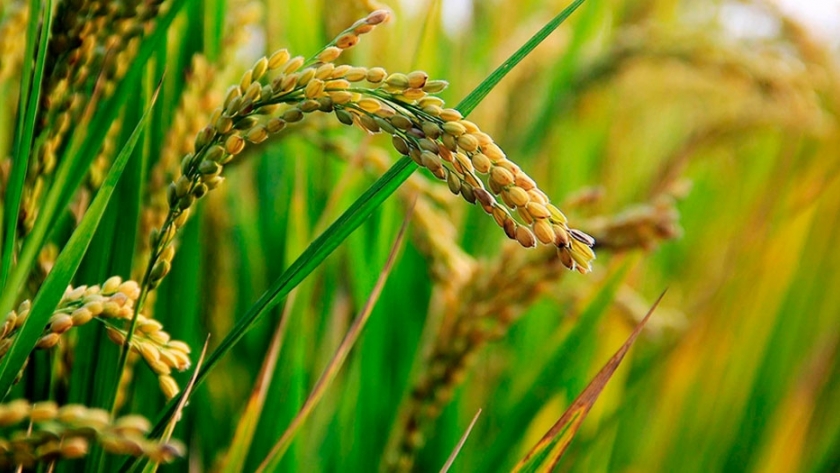 Ya se cosechó el 30% del arroz entrerriano con un promedio de 7.700 kilos por hectárea