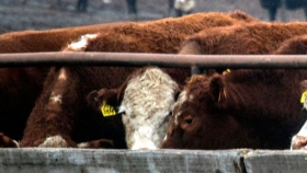 Mesa de Feedlot defiende planteo de flexibilizar condiciones de la cuota Hilton