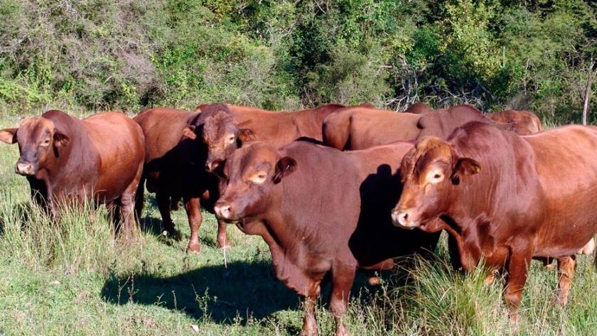 Revisación de los toros