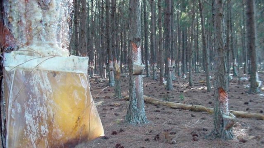 Pequeños forestadores de Misiones 