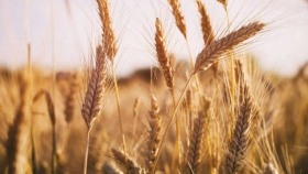 Estrategias comerciales para encarar la venta de trigo