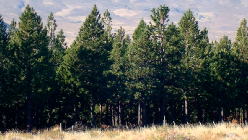 Revelan que la forestación con pino secuestró más carbono que la nativa en la Patagonia