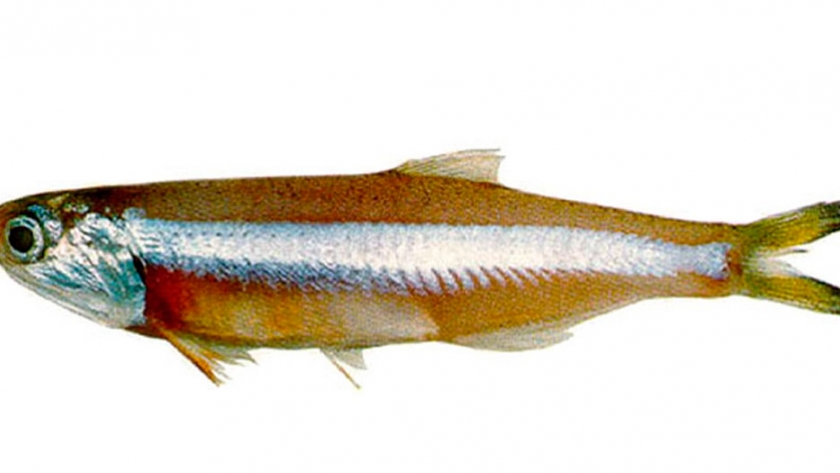 Pesca de Anchoa (Pomatomus saltarix)