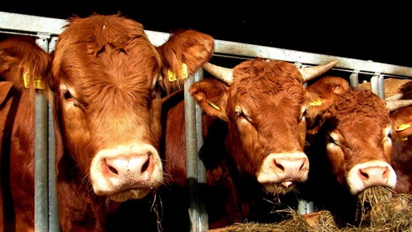Nueva Zelanda será el primer país que regule las emisiones de CO2 de los alimentos