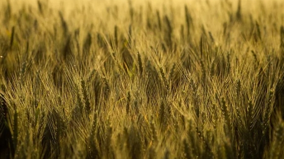 La evolución del precio de los insumos y el poder de compra del trigo: por qué hay una 