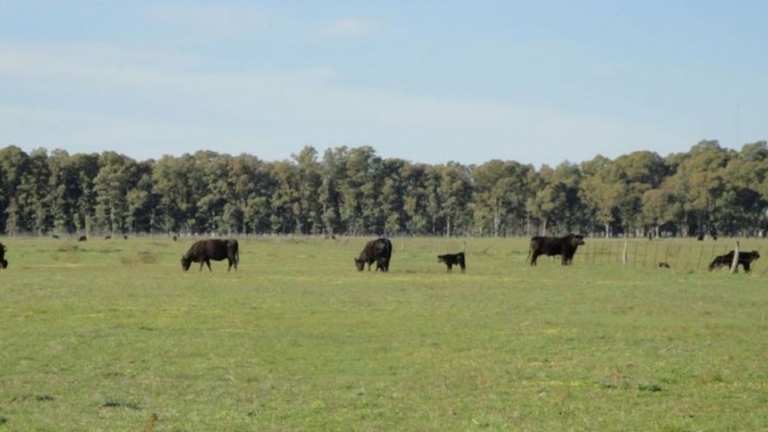 Uruguay alcanzó la mayor superficie de cultivos forrajeros anuales en lo que va del siglo