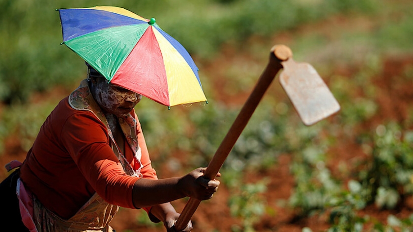 Cómo la revolución verde está perjudicando a África