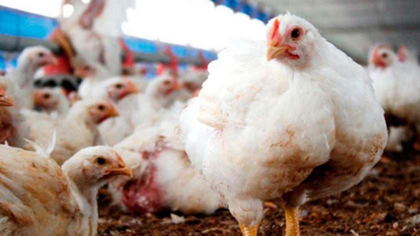 Rendimiento, calidad de la carne y miopatías pectorales