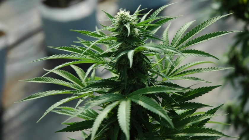 Presentan la primera variedad de cannabis medicinal de la Argentina