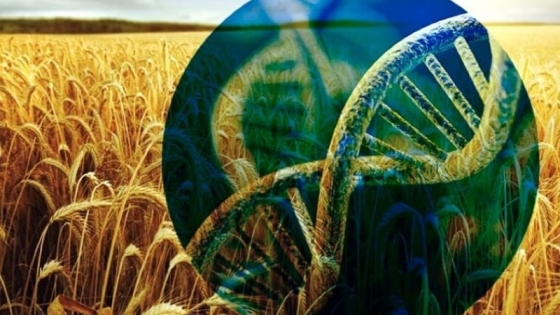 <La Comisión Europea quiere desregular los 'nuevos OMG'