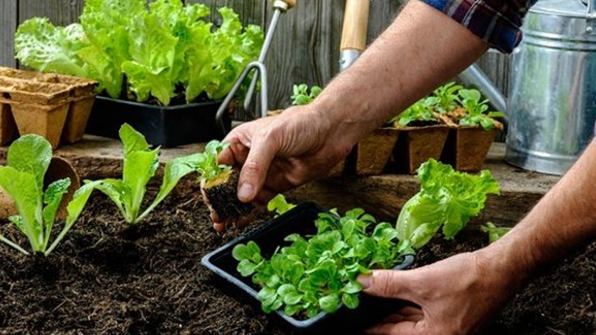 Con gran éxito finalizó la capacitación "La huerta como práctica ambiental sustentable"
