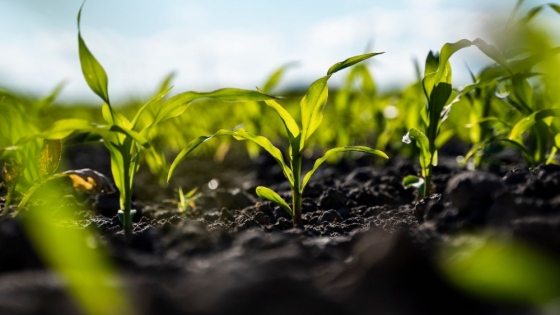 La campaña agrícola 2024/25 entre lluvias y desafíos financieros