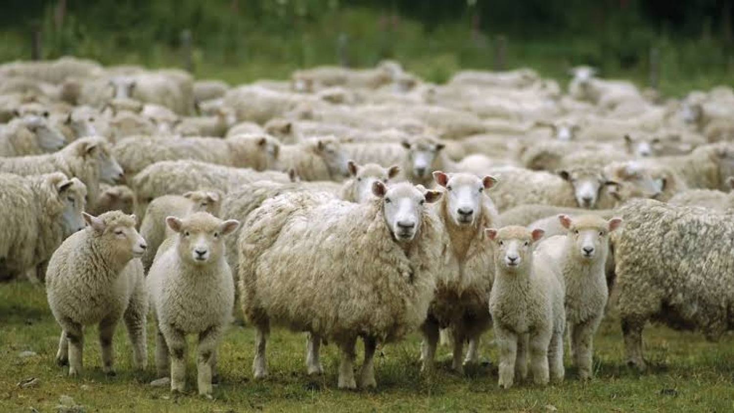 La producción ovina muestra signos de recuperación, pero el consumo interno sigue siendo un desafío.
