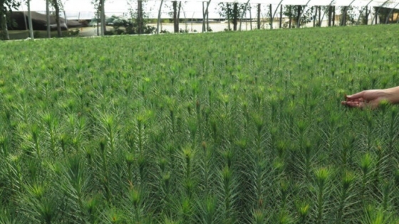 INASE inscribe la primera variedad de Pino taeda, un avance significativo en el campo del mejoramiento genético para los productores forestales del país