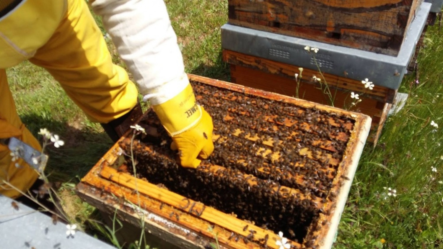 Apicultura: especialistas del INTA impulsan la multiplicación de colmenas como estrategia para mejorar la producción