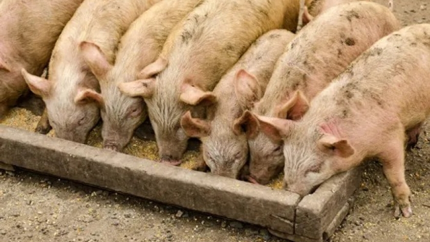 Con desarrollo genético, Buenos Aires busca impulsar la ganadería porcina y ovina