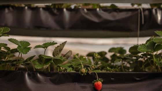 En su huerta agroecológica, Marta Camen instaló un sistema semi hidropónico para cultivar frutillas que vende directamente al consumidor