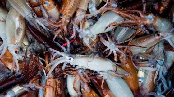 Temporada récord de pesca de calamar en Argentina: capturas máximas en 17 años