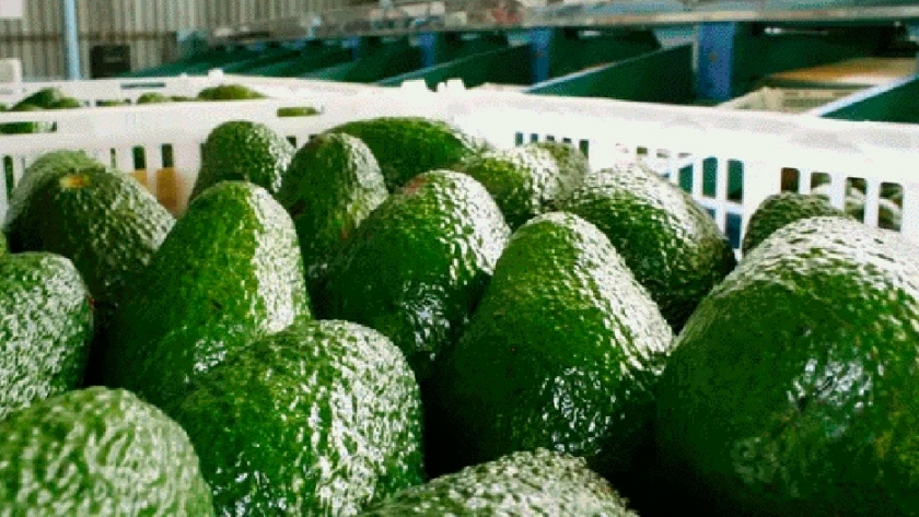 Palta, la fruta influencer en las comidas de los argentinos