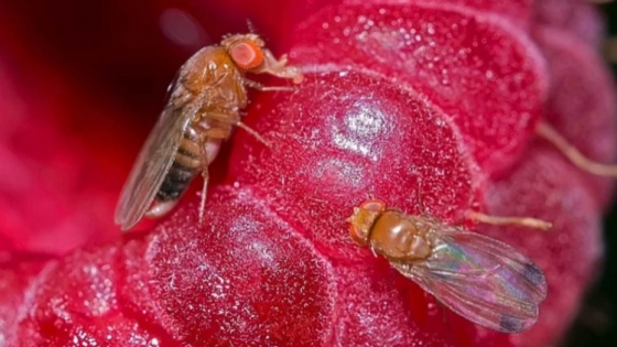 Inteligencia artificial y control biológico: una nueva estrategia contra la mosca de alas manchadas en la Patagonia