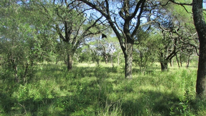 Cómo proteger los bosques nativos de la Argentina