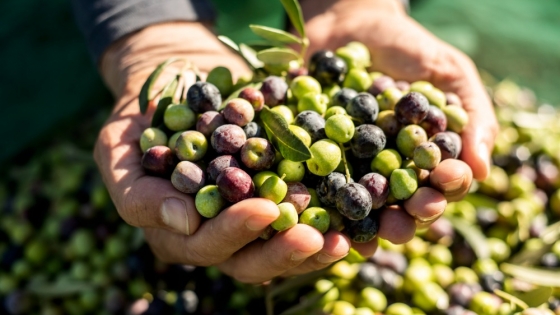 InsectBiotech Bets on Spain’s Olive Waste to Scale Insect Ag and Rewrite the Economics