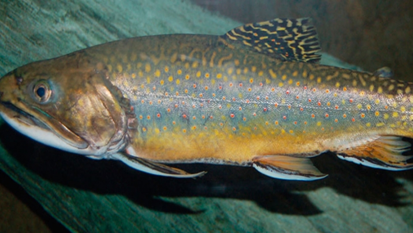 Pesca de Trucha de arroyo (Salvelinus fontinalis)
