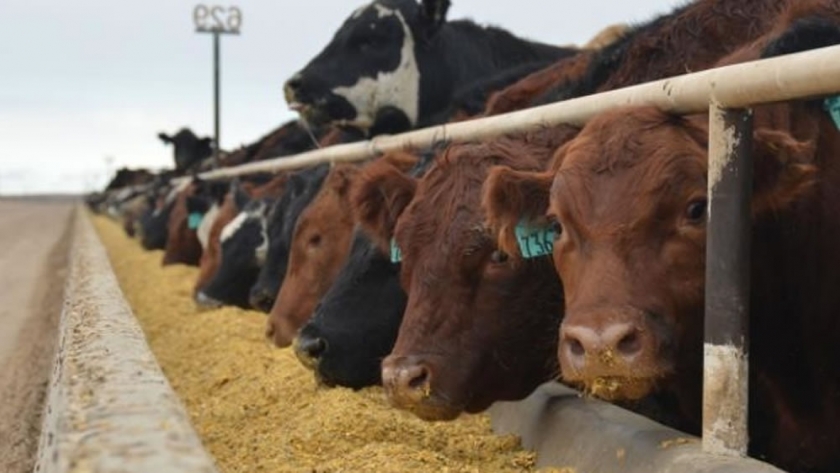 Micotoxinas y Micotoxicosis en ganado de carne en corral