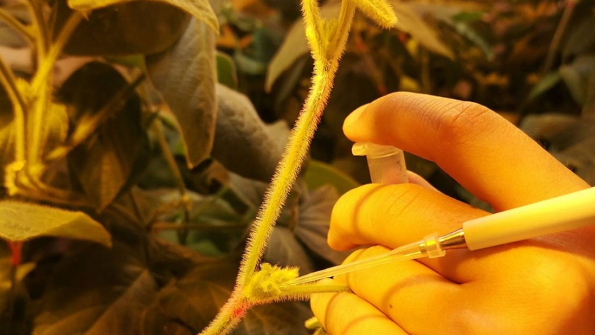 La edición génica y el futuro de la agricultura