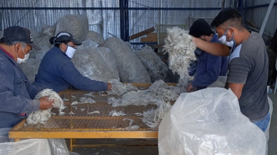 El gobierno provincial acompaña a productores en la venta conjunta de fibra mohair