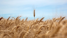 Confirmado: el trigo bajo modalidad agroecológica es más rentable y menos costoso que el convencional