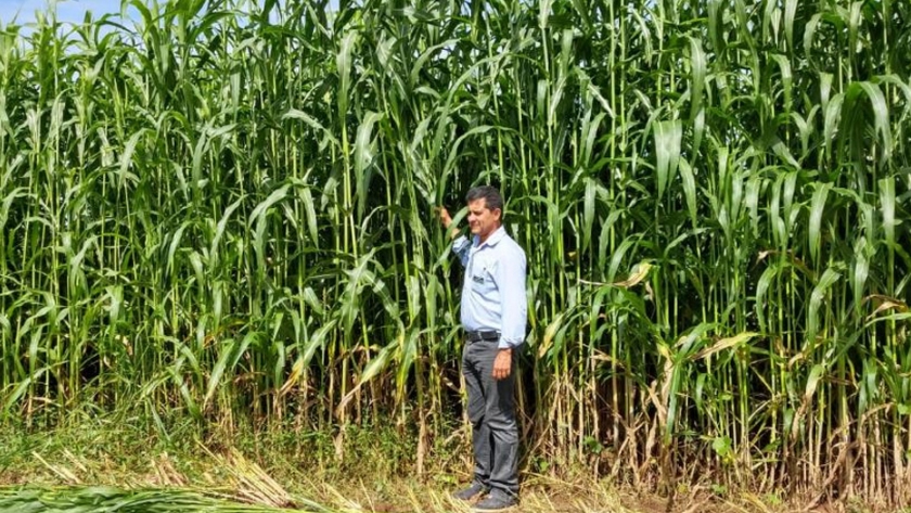 Sorgo gigante boliviano Agri002E abre surco y llega hasta África