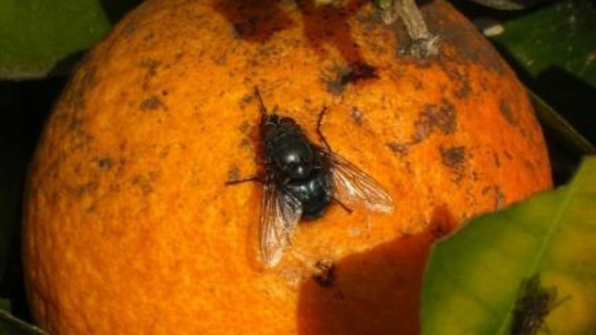 Productores jujeños refuerzan medidas para combatir la mosca de los frutos