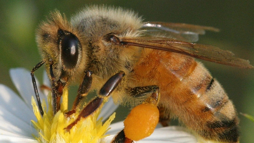 El polen es la principal fuente de proteínas para las abejas
