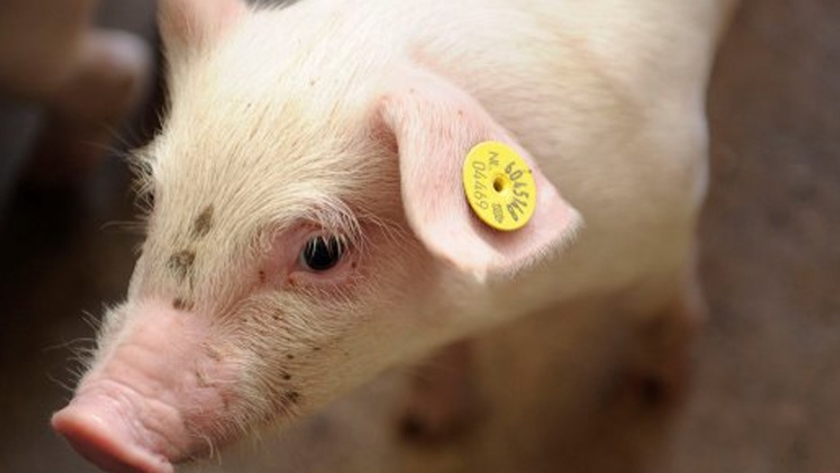 Rusia: etiquetado obligatorio de cerdos probablemente en 2022